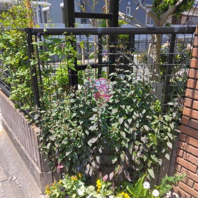 明日の風が吹く