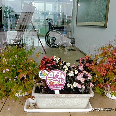 金丸愛らぶ桜草の会