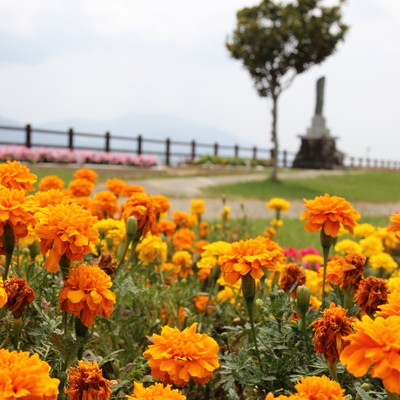 なのはな花壇