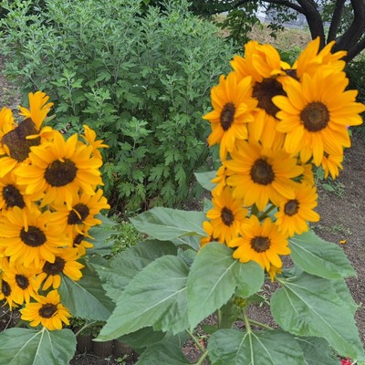 G・Ⅱ・A・Garden