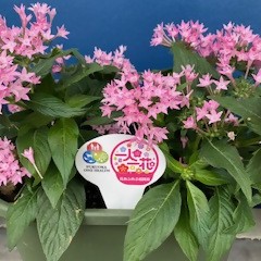 みつばちパートナー花壇