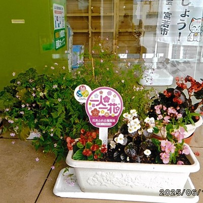 金丸愛らぶ桜草の会