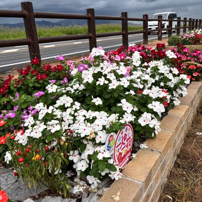 植木桜づつみ花壇